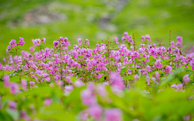 purple flowers inṭhe wild Himalayas
