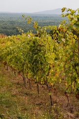 Fototapeta na wymiar Young grape vines on a vineyard in the mountains.