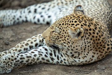 Young Male leopard resting near a mud pool in some think bush
