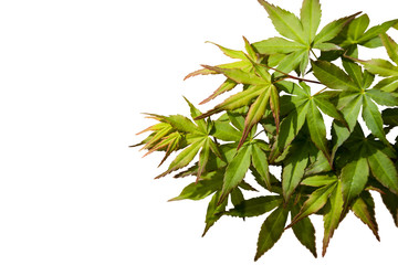 Green maple leaf., three maple leaves have changed color in fall.