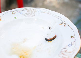 Fly and food leftovers on the plate. Dirty dishes after meals outdoors.