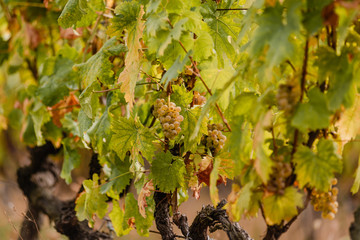 Grapevine with bunches of ripe white grapes.