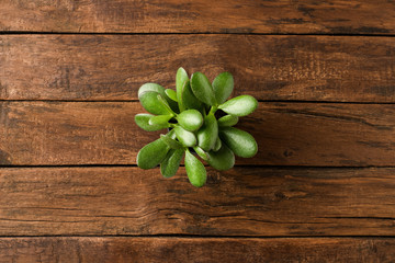 Small green succulent on retro wooden background. Top view