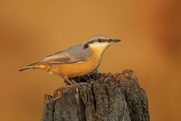Kleiber (Sitta europaea)