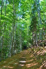 beech forest in Pirin National Park in Bulgaria