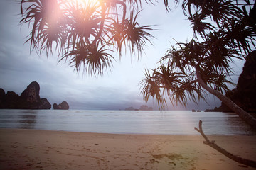 Palm trees and tropical beach.