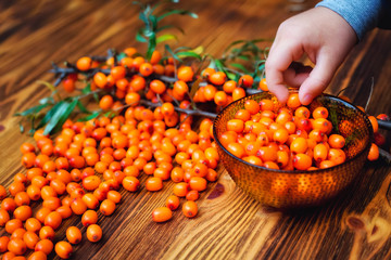 orange berries and sea buckthorn branches in hands