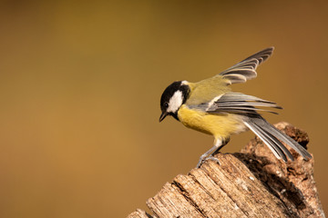 Kohlmeise (Parus major)