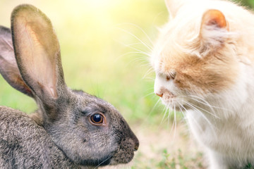 Obraz premium Cat and rabbit opposite each other