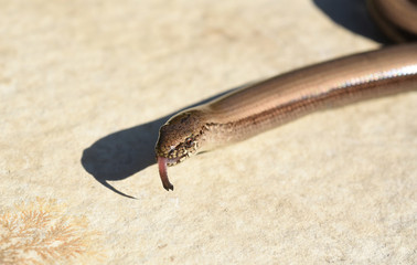 Blindschleiche, Anguis fragilis