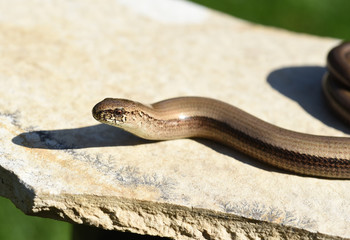 Blindschleiche, Anguis fragilis