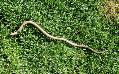 Blindschleiche, Anguis fragilis