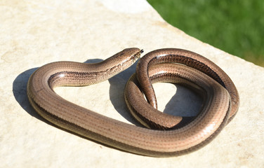 Fototapeta premium Blindschleiche, Anguis fragilis