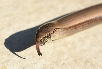 Fototapeta premium Blindschleiche, Anguis fragilis