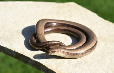 Blindschleiche, Anguis fragilis