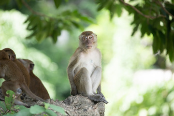 Macaque monkeys in the forest.