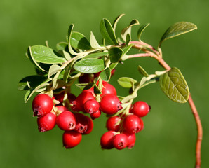 Cranberry, Vaccinium macrocarpon, Moosbeere