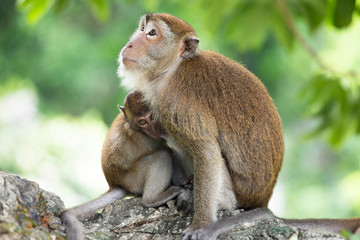 Macaque monkeys in the forest.
