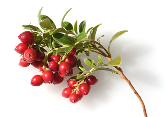 Cranberry, Vaccinium macrocarpon, Moosbeere