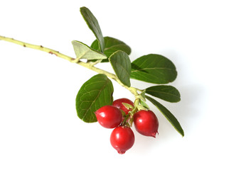 Cranberry, Vaccinium macrocarpon, Moosbeere