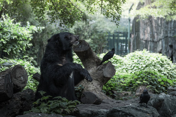 Obraz premium Asiatic black bear