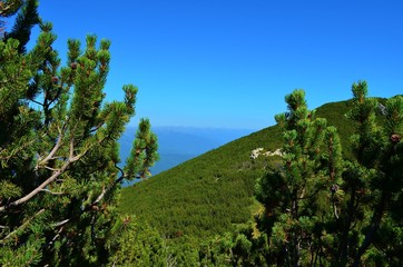 landscape with trees and blue sky