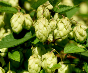 Fototapeta premium Hopfen, Humulus lupulus
