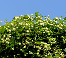 Hopfen, Humulus lupulus