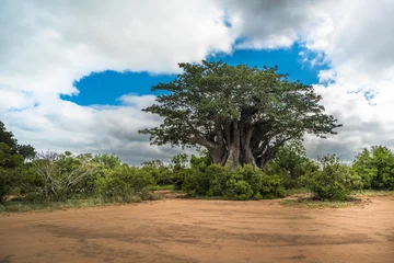 Fotobehang Big baobab tree in the Kruger National Park, South Africa © javarman