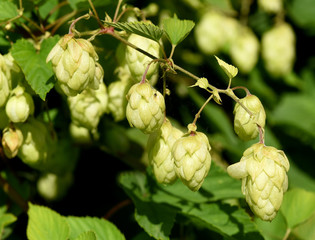 Hopfen, Humulus lupulus