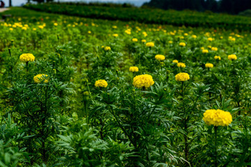 Obraz premium 久住高原の西洋菊