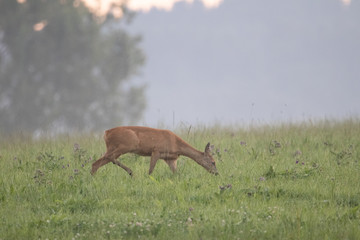 roe deer on the morning meadow