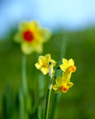 Daffodils 2