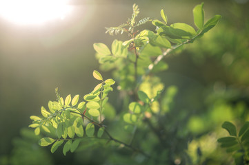 green bushes shined by the rays of the sun