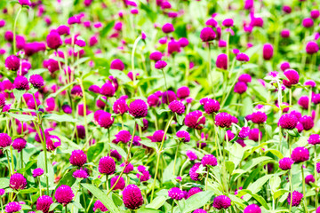 久住高原の千日紅