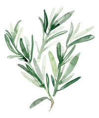 Rosemary watercolor branch on a white background - 290465828