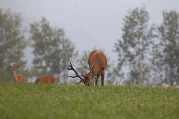 deer in the forest