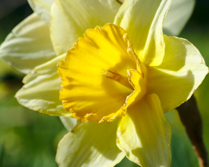 Obraz na płótnie Canvas Daffodil Closeup