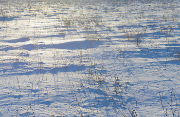 Snow covered field with dried grass on a winter day