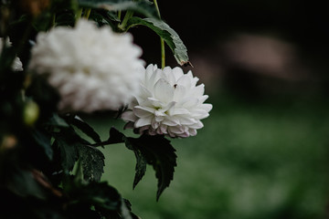 white flowers of a tree
