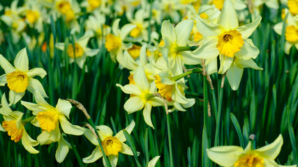 Fototapeta premium Daffodil Garden