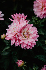 Fototapeta premium pink chrysanthemum flower