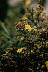 yellow flowers in the garden