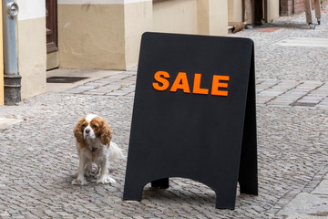 Hund sitzt neben einem Werbeschild mit der schlcihten Aufschrift SALE vor einem Geschäft in Berlin