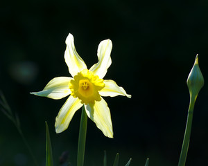 Daffodil Backlit
