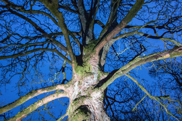 Tree lit up by a flash in winter