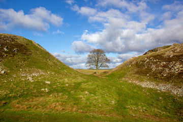 Sycamore tree on moorland