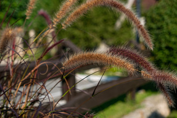 Beautiful spikes of some decorative plant in a garden