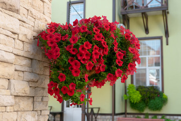 Fototapeta na wymiar Beautiful red petunias on a wall of country house