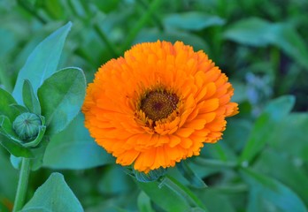 terry orange calendula in the garden